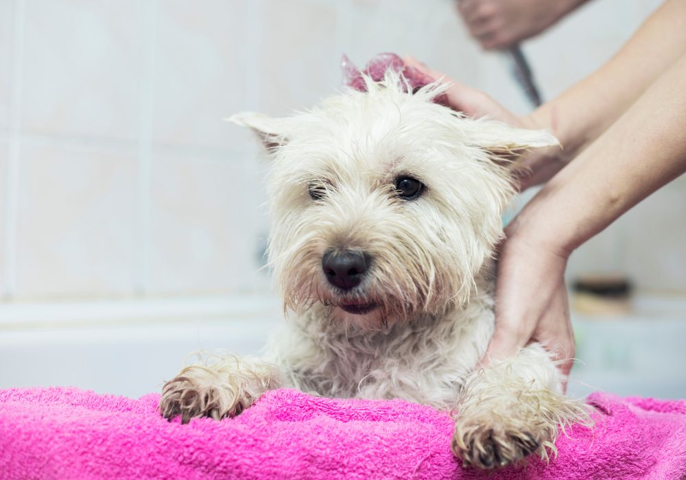 dog enjoying bath time