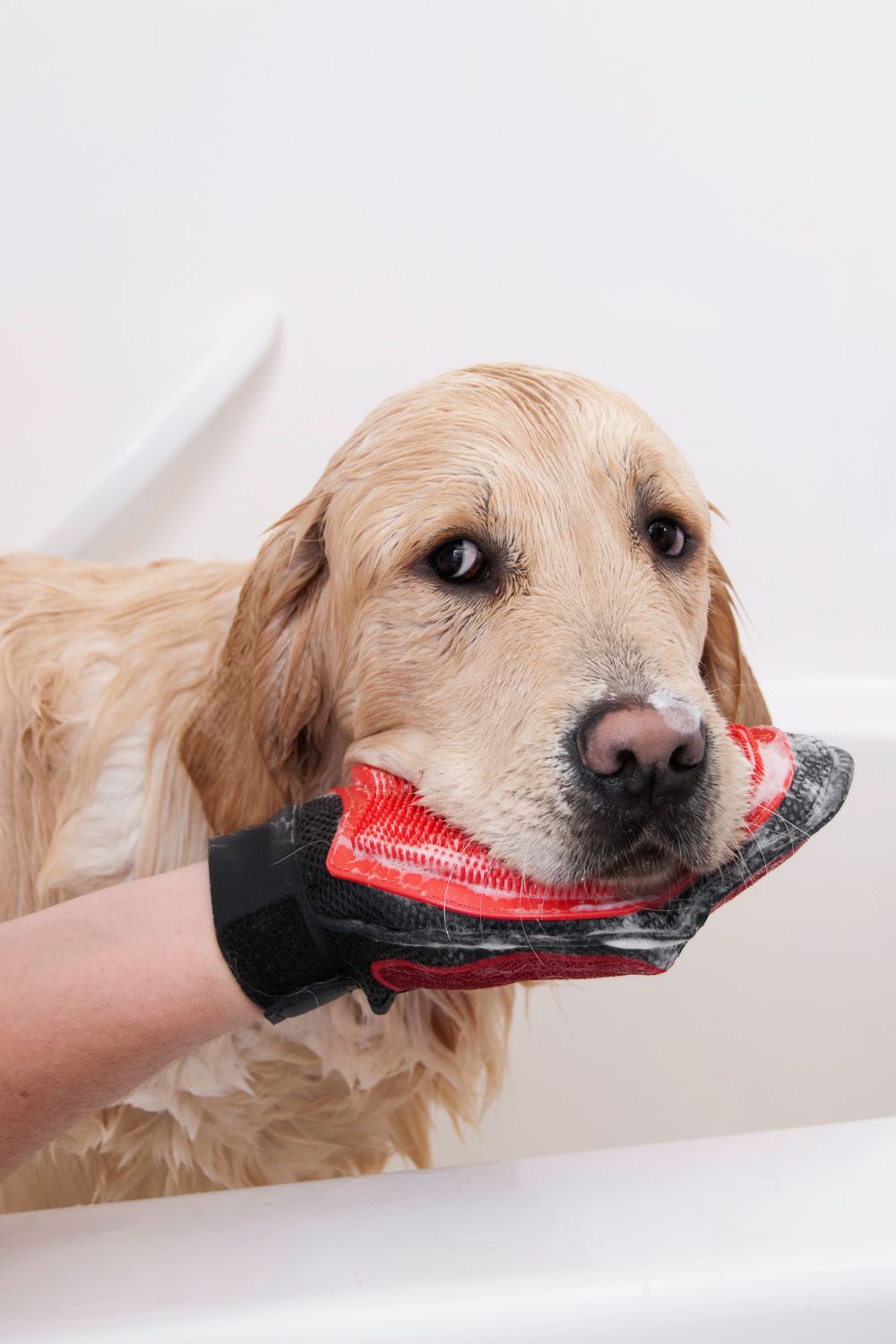 dog being wiped with soap 