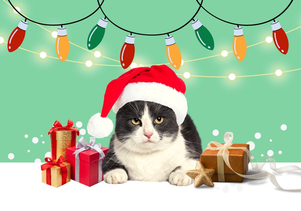 cat with Christmas hat and gifts